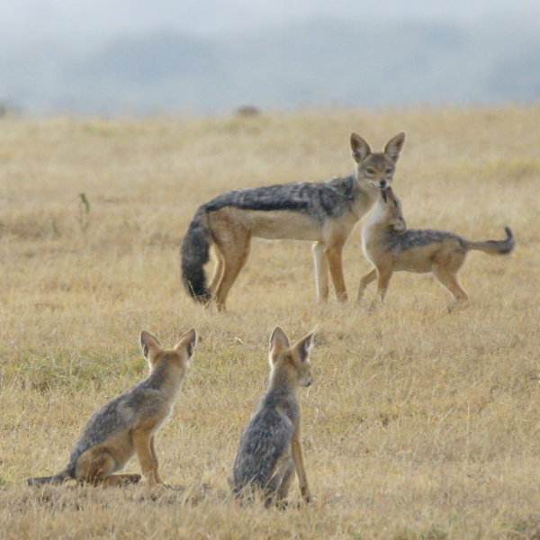 The smaller wildlife is much in evidence all across the region. Jackals are common…