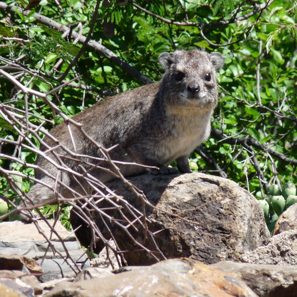 …hyraxes seen at many lodges…