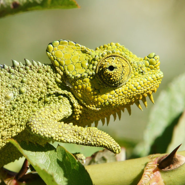 …and fascinating chameleons always around, especially in the forested, higher areas.