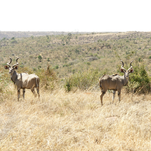 Magnificent greater kudu are a regular sight in many areas.