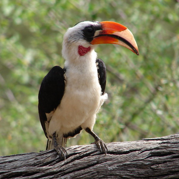 Birdlife is, as ever, a treat. Whether watching a semi-tame Von der Decken's hornbill…