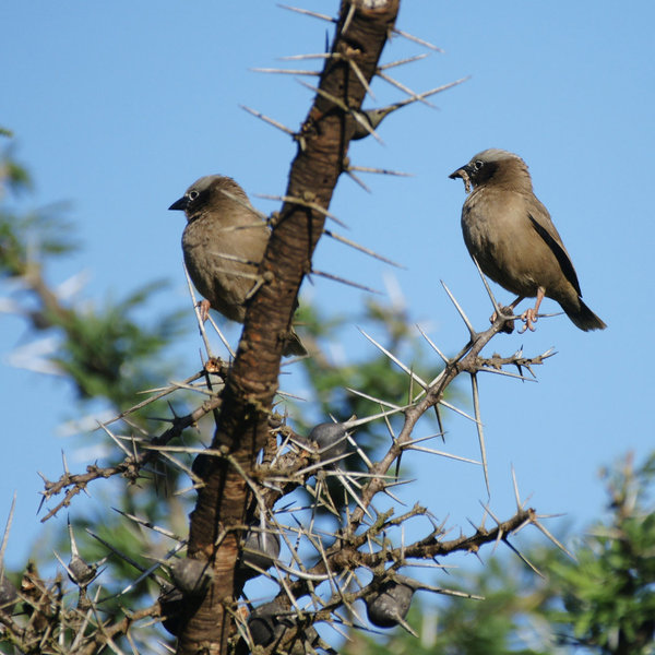 …a pair of very dark-looking grey-capped social weavers…
