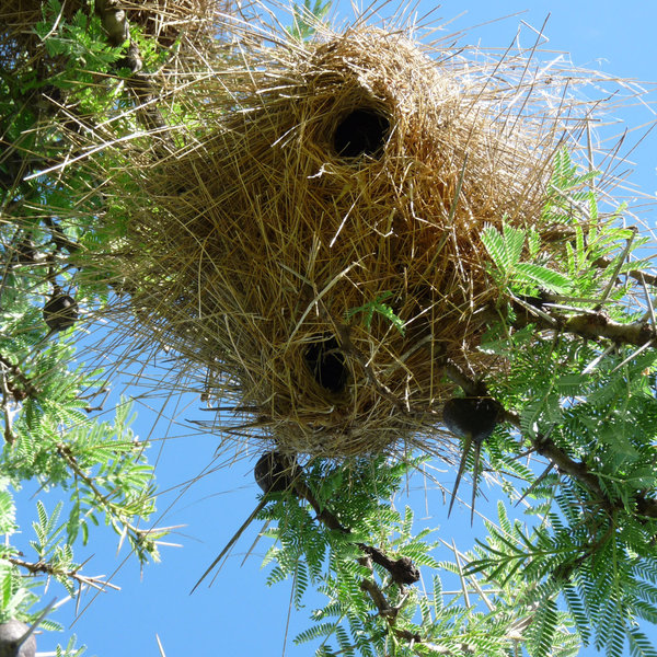 …and their shaggy nests…