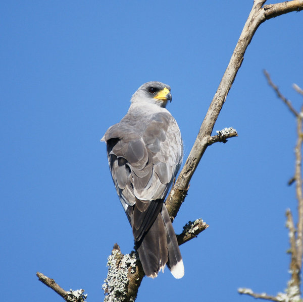 …or a sooty falcon (or is it?), birdwatchers will love Laikipia.