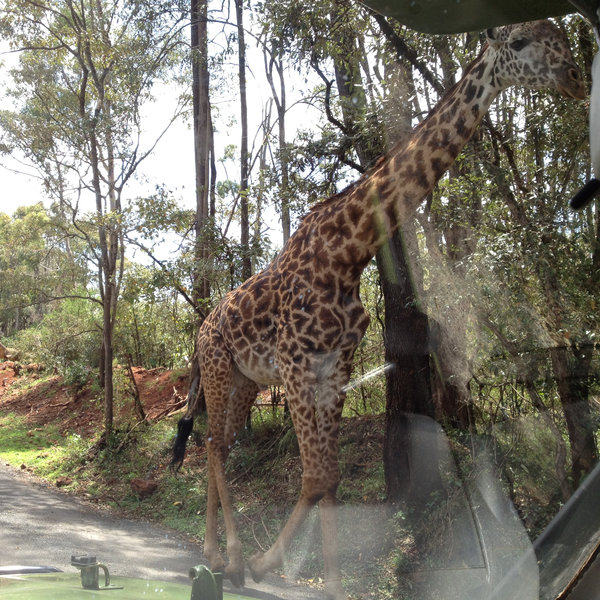 …and Nairobi National Park (where the giraffes don't always keep to the left)…