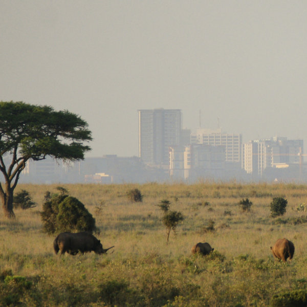 …is the easiest place in the country to see rhinos – both black and white.