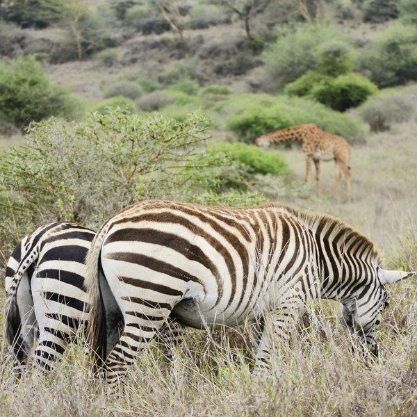 …including zebra…