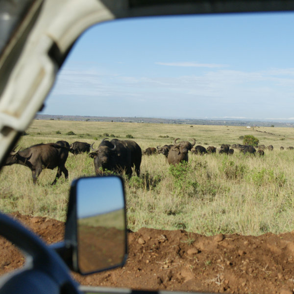 …buffalo…