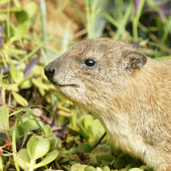 …and rock hyrax.