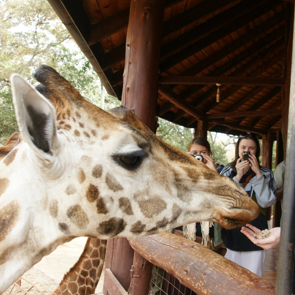 Near the elephant orphanage, the Giraffe Centre breeds rare Rothschild giraffes.
