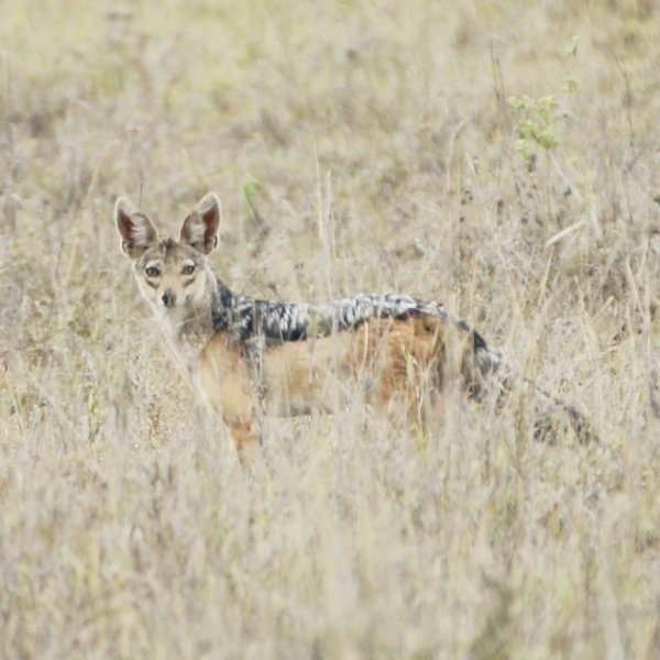 The 117 square kilometres of the park are home to a wide variety of wildlife…