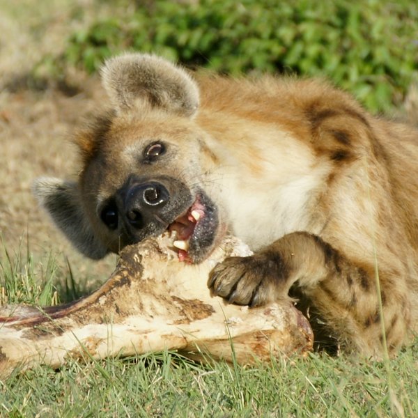 Private game-viewing (this hyena was in Mara North) is the hallmark of the conservancies.