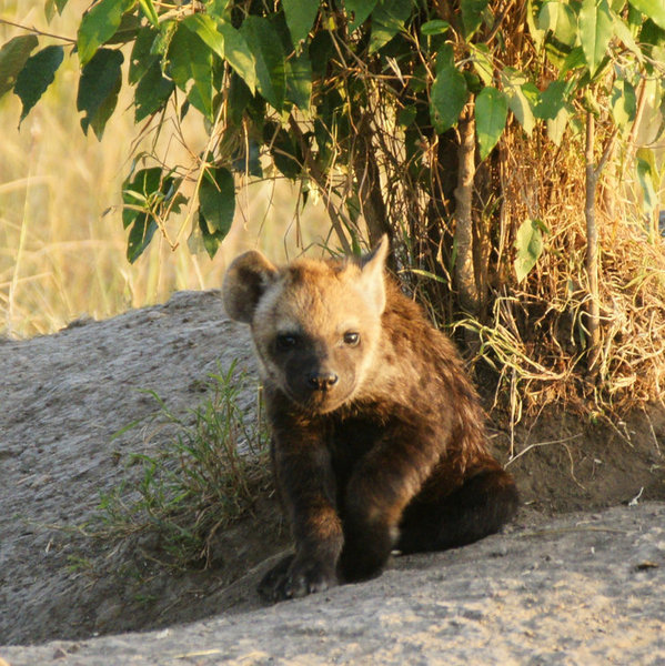 …and animals that tend to be nocturnal, such as this hyena cub, are still out and about.
