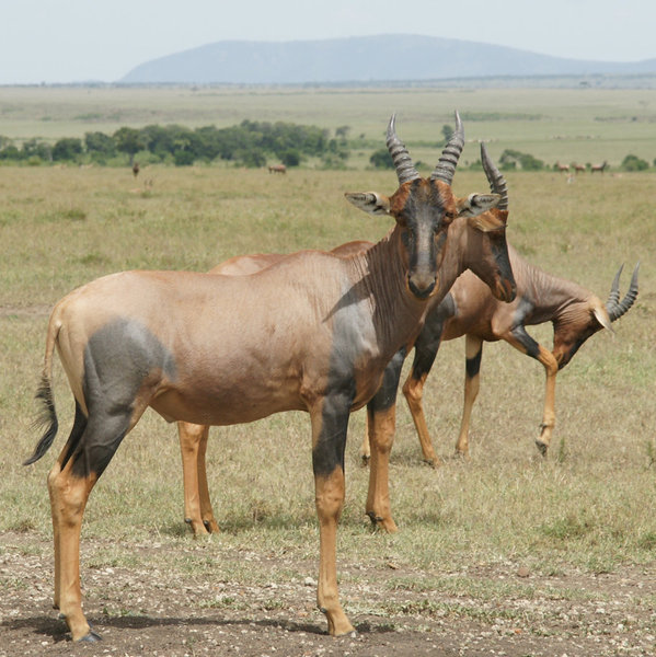Later in the morning, you'll still see lots of wildlife, including Mara regulars like topi…
