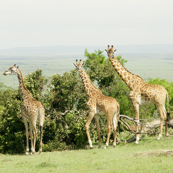 …elegant Maasai giraffe…