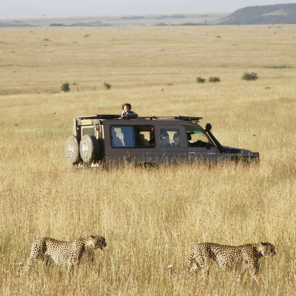…and even cheetah…