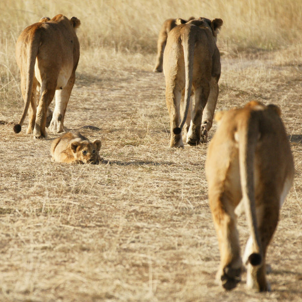 The Mara's lion prides total around 400 cats, of which perhaps 200 are in the reserve.