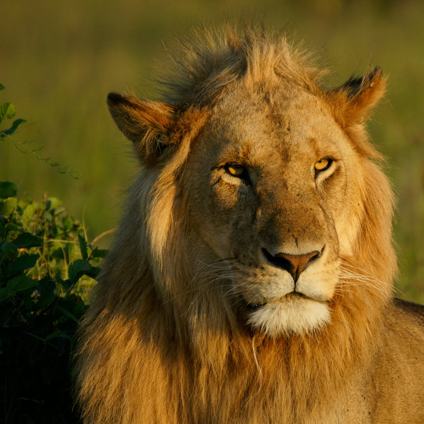 They include some magnificent males, which develop black manes as they grow older.