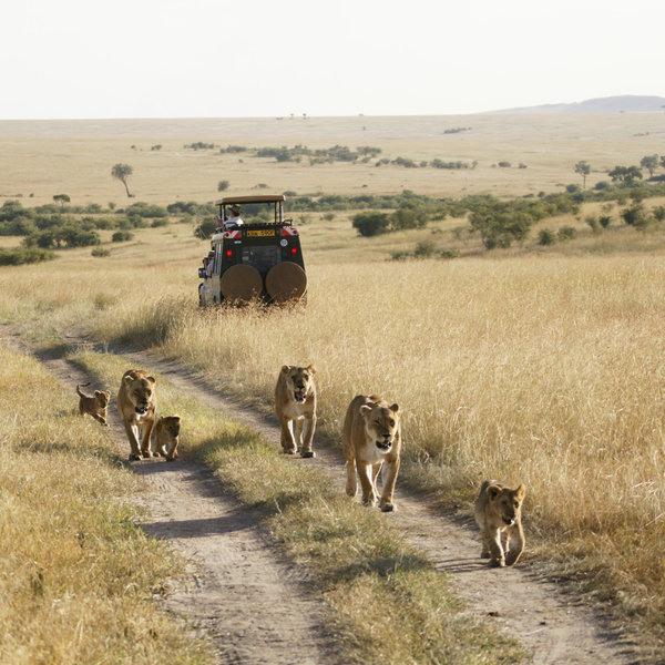 Inside the reserve, there are often other vehicles around the lions…
