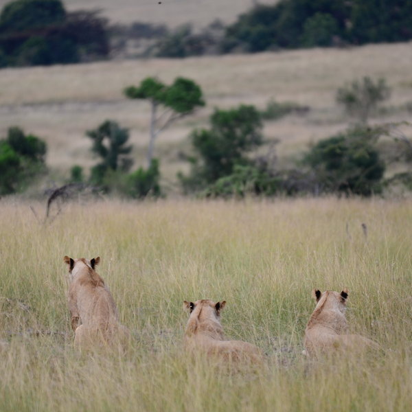 …and you can sometimes watch them hunt.