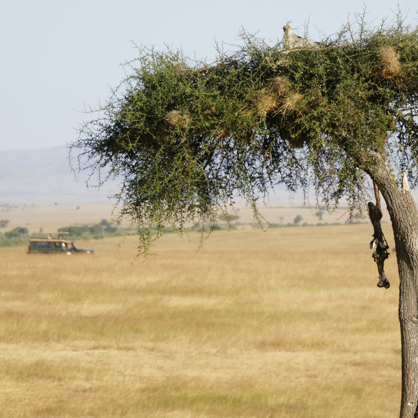 …and you may come across their macabre 'larders' as you drive around the reserve.