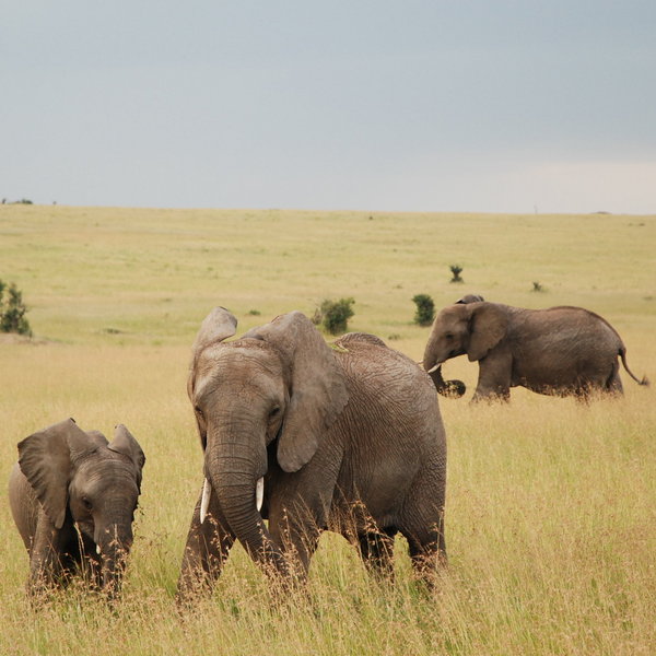 Between 1000 and 2000 elephants move around the greater Mara region…