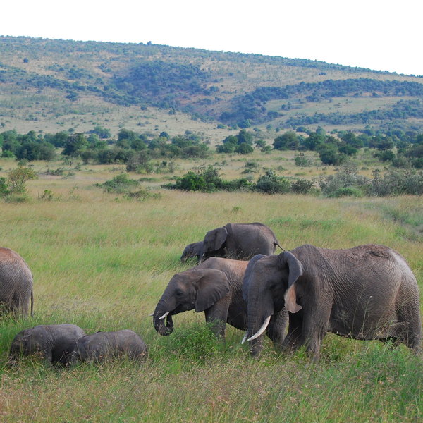 …and you'll rarely drive for more than a few kilometres without seeing a herd.