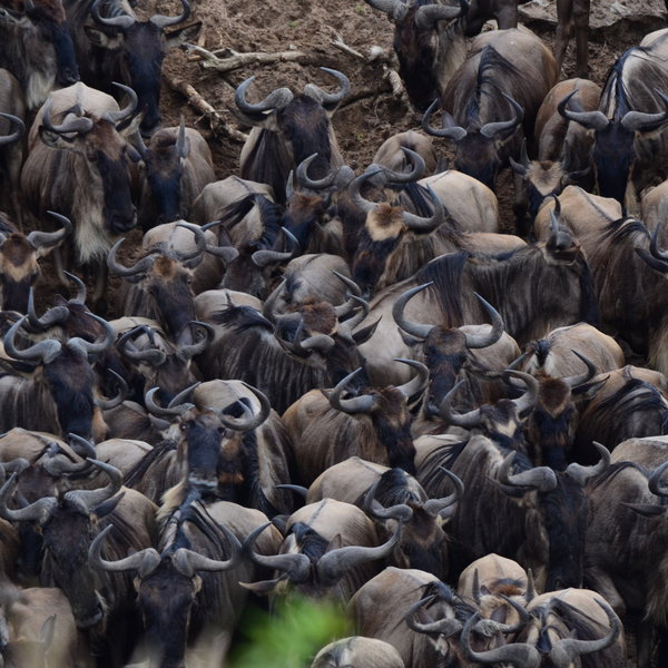 The Maasai Mara's most iconic attraction is of course the wildebeest migration…