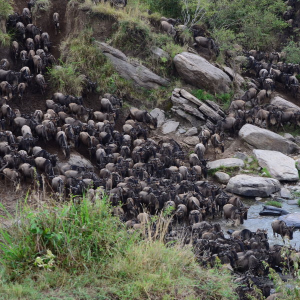 …one of the famous river crossings. Nerves – and pressure of numbers – trigger the herds…