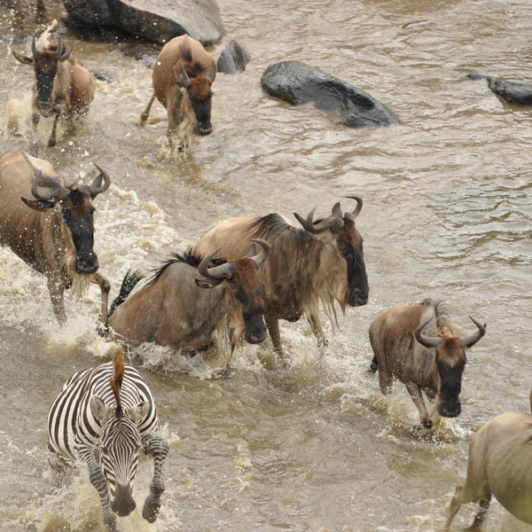 …(which often include zebra), to stream across the Mara river…