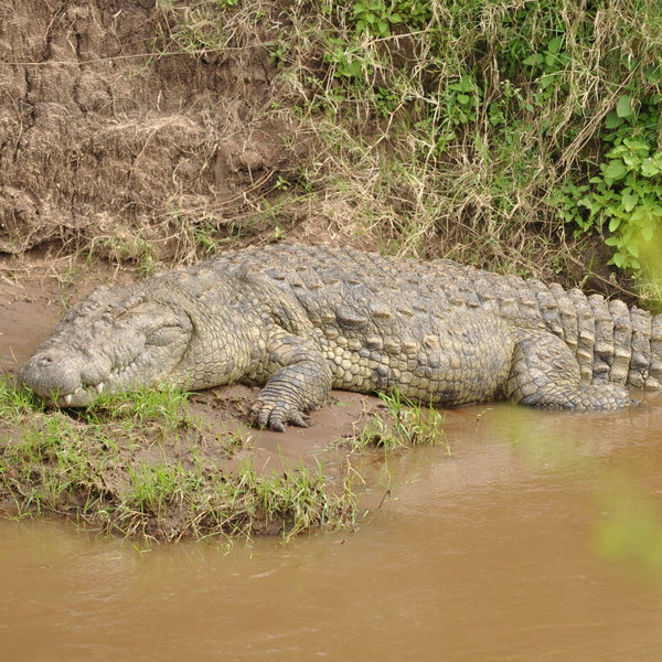 …where big Nile crocodiles lie in wait.