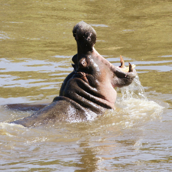 The Mara River's hippos tend to stay well away from these chaotic crossings.