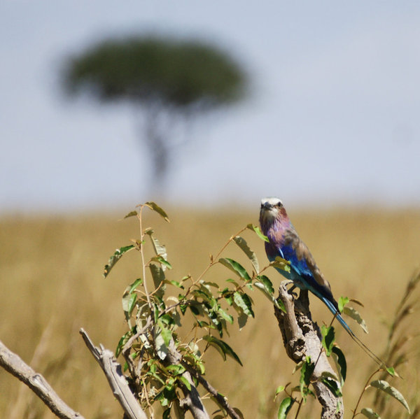The Maasai Mara's birdlife is outstanding…
