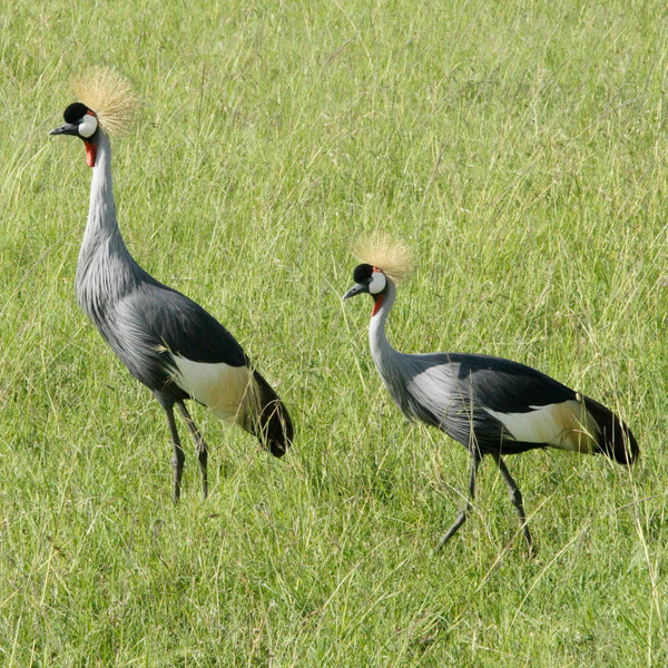 …with some 500 species, including the crowned crane…