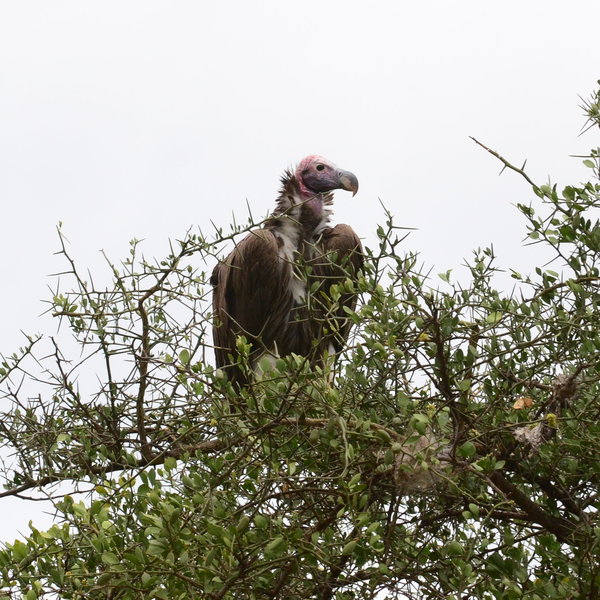 …a host of impressive raptors, including this Nubian vulture…