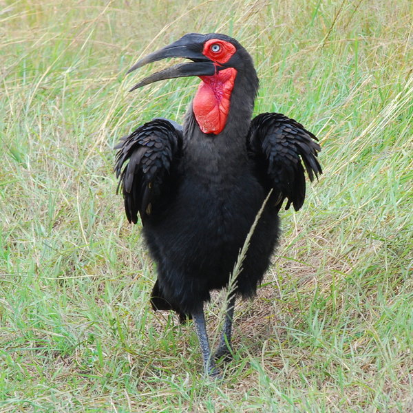 …and the very striking ground hornbill.