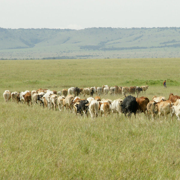 …herding their cattle on the fringes of the reserve – and sometimes into it…