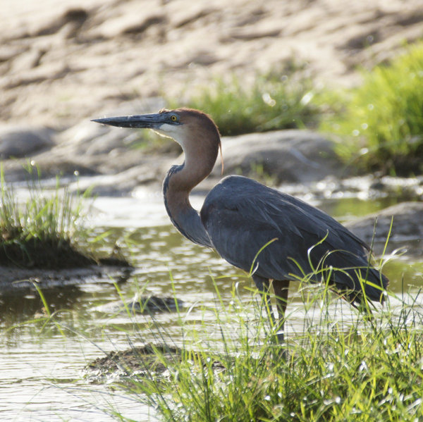 …goliath heron…