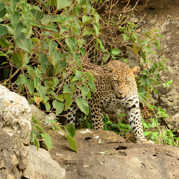 They know the area well, including Leopard Gorge, location for many a TV documentary.
