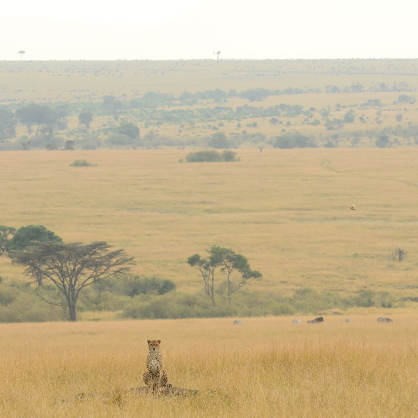 Much of Mara North consists of open plains…
