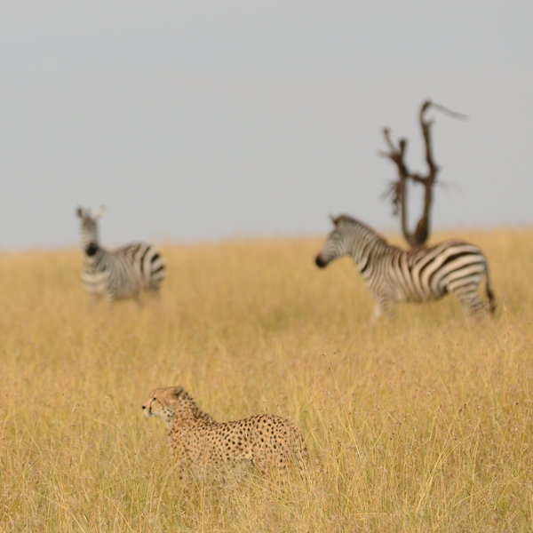 …where the dramas of life and death on the savannah are always evident…