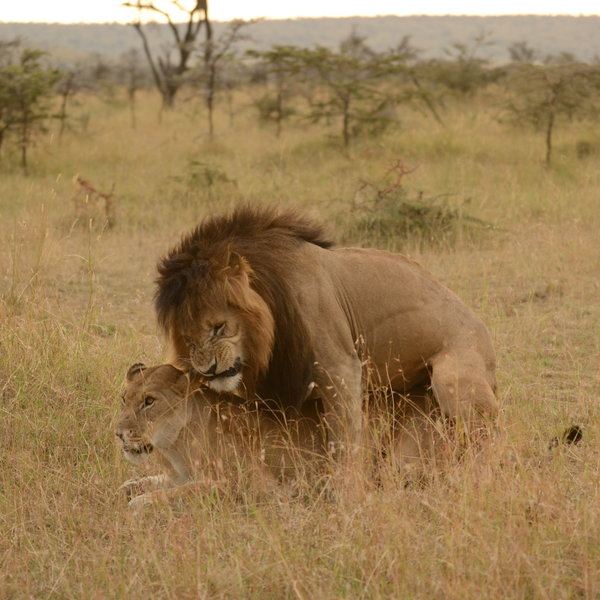 …and excellent wildlife-watching. It isn't all blood and guts, though it's rarely as tender…