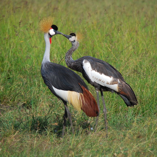 …as this pair of canoodling crowned cranes…