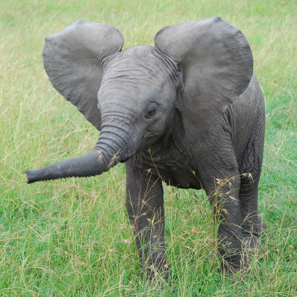 …or as cute as this young elephant practising his threat performance.