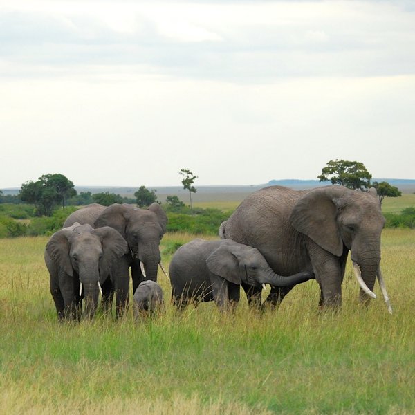 As in all the conservancies, Olare Motorogi offers lots of close-up time with elephants.