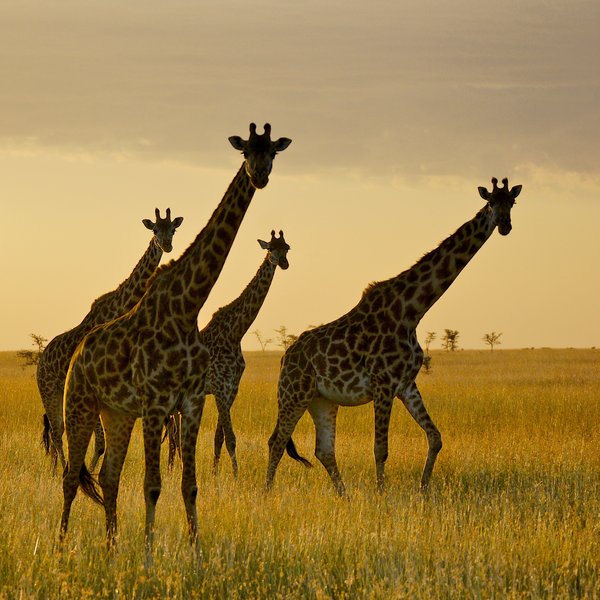 …and wildife everywhere, including these giraffes heading for their evening browse.
