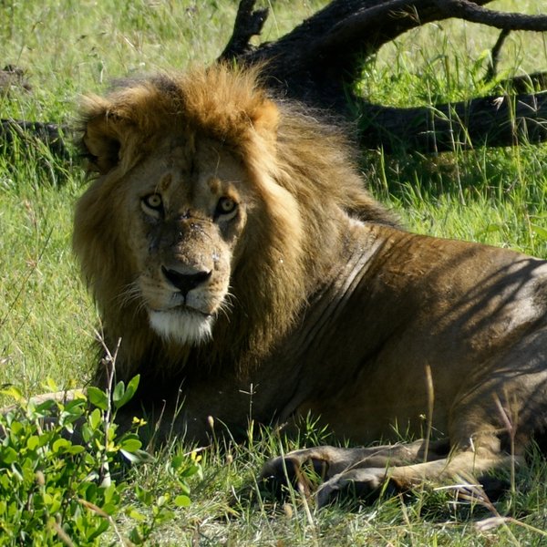 …when you come across a scene like this – a guilty-looking lion, resting up after killing…