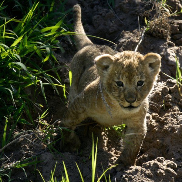 …all but one of the cubs in a neighbouring pride. KWS rangers rescued this survivor.