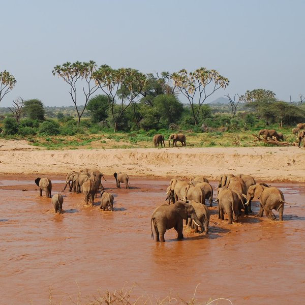 Elephants, the red river and doum palms characterise safaris in Samburu.