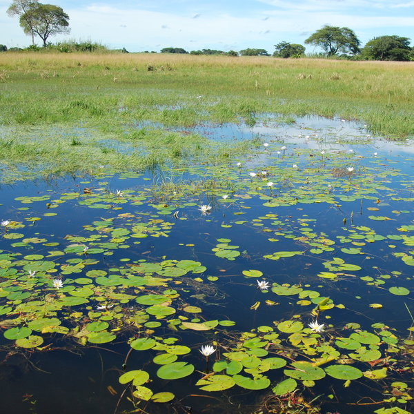 … like the extensive Bangweulu Wetlands.